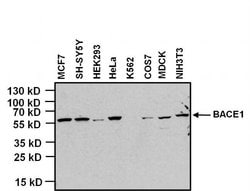 Invitrogen BACE1 Monoclonal Antibody (3C1C3) 100 &mu;g; Unconjugated:Antibodies,