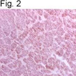 Invitrogen BAP31 Monoclonal Antibody (CC-1) 100 &mu;L; Unconjugated:Antibodies,