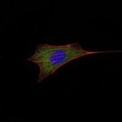 Invitrogen Bcl-2 Monoclonal Antibody (8E12) 100 &mu;L; Unconjugated:Antibodies,