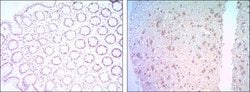 Invitrogen Bcl-2 Monoclonal Antibody (8E12) 100 &mu;L; Unconjugated:Antibodies,