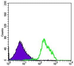 Invitrogen Beclin 1 Monoclonal Antibody (2A4) 100 &mu;L; Unconjugated:Antibodies,