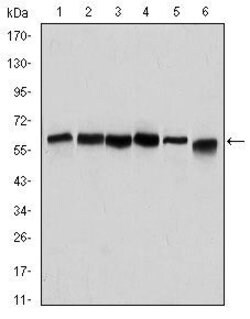 Invitrogen Beclin 1 Monoclonal Antibody (2A4) 100 &mu;L; Unconjugated:Antibodies,