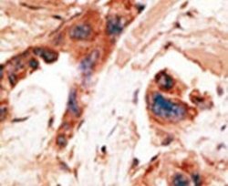 BIKE Rabbit anti-Human, Mouse, Polyclonal, Invitrogen 400 &mu;L; Unconjugated:Antibodies,