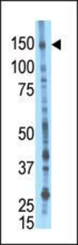 BIKE Rabbit anti-Human, Mouse, Polyclonal, Invitrogen 400 &mu;L; Unconjugated:Antibodies,