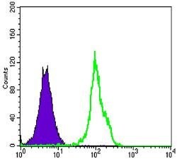 Invitrogen BLK Monoclonal Antibody (1E6) 100 &mu;L; Unconjugated:Antibodies,
