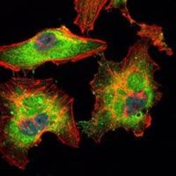 Invitrogen BLK Monoclonal Antibody (1E6) 100 &mu;L; Unconjugated:Antibodies,