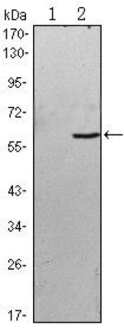 Invitrogen BLK Monoclonal Antibody (1E6) 100 &mu;L; Unconjugated:Antibodies,