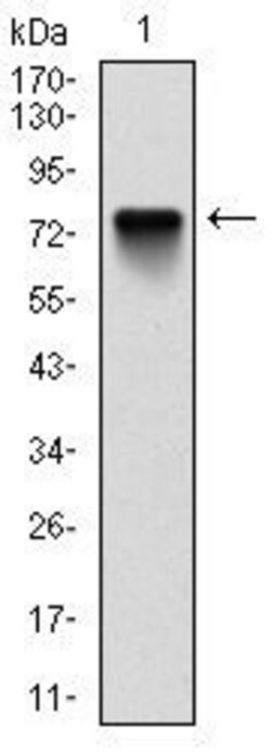 Invitrogen BMI-1 Monoclonal Antibody (3E3) 100 &mu;L; Unconjugated:Antibodies,