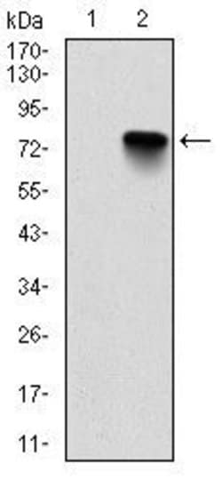 Invitrogen BMI-1 Monoclonal Antibody (3E3) 100 &mu;L; Unconjugated:Antibodies,