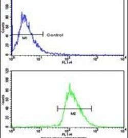 BMPR1A Rabbit anti-Human, Mouse, Polyclonal, Invitrogen 400 &mu;L; Unconjugated:Antibodies,