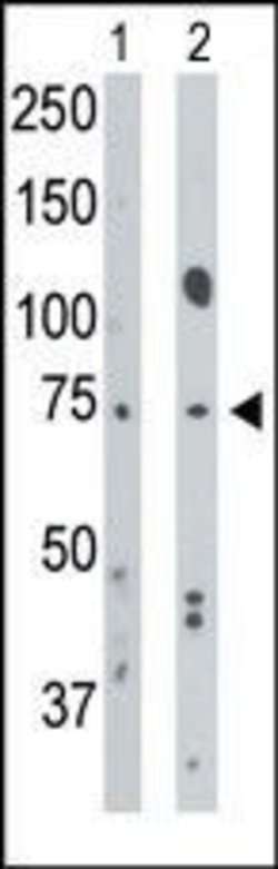 BMPR1A Rabbit anti-Human, Mouse, Polyclonal, Invitrogen 400 &mu;L; Unconjugated:Antibodies,
