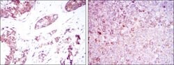 Invitrogen BMPR2 Monoclonal Antibody (1F12) 100 &mu;L; Unconjugated:Antibodies,