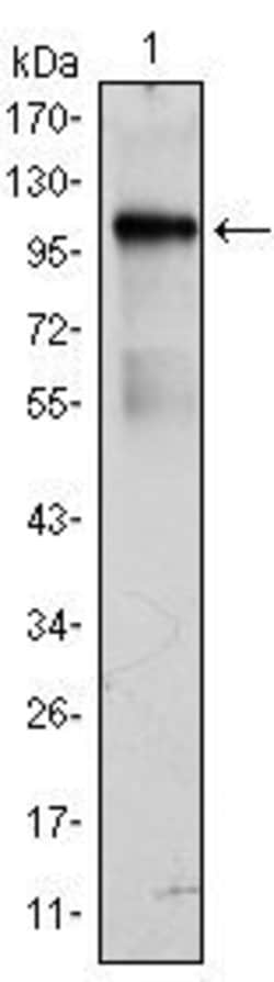 Invitrogen ETK Monoclonal Antibody (1C6) 100 &mu;L; Unconjugated:Antibodies,