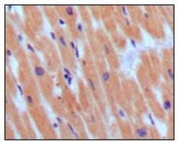 Invitrogen BNP Monoclonal Antibody (3A6F7C7) 100 &mu;L; Unconjugated:Antibodies,