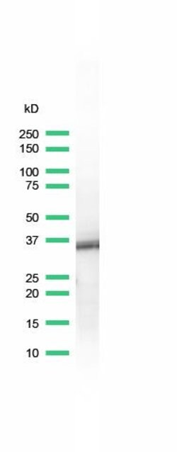 Invitrogen BOB-1 Monoclonal Antibody (SP92) 500 &mu;L; Unconjugated:Antibodies,
