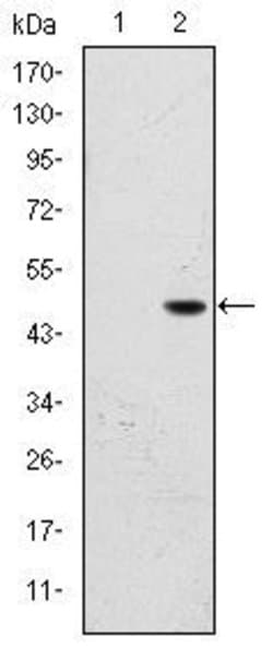 Invitrogen FALZ Monoclonal Antibody (2F10) 100 &mu;L | Buy Online | Invitrogen&trade; | Fisher Scientific