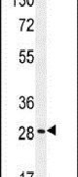 BRMS1L Rabbit anti-Human, Mouse, Polyclonal, Invitrogen 400 &mu;L; Unconjugated:Antibodies,