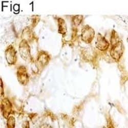 Invitrogen Bombesin Receptor 3 Polyclonal Antibody 100 &mu;L; Unconjugated:Antibodies,