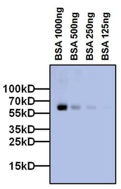 Invitrogen Bovine Serum Albumin Monoclonal Antibody (3H6) 100 &mu;g; Unconjugated:Antibodies,