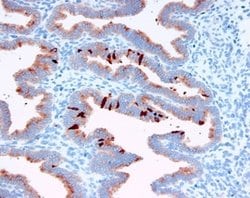 Invitrogen PAEP Monoclonal Antibody (16) 400 &mu;L; Unconjugated:Antibodies,
