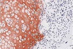 Invitrogen Procollagen IIA N-Peptide Monoclonal Antibody (02) 400 &mu;L;