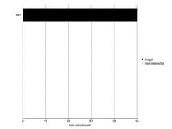 Rb Monoclonal Antibody (1F8 (Rb1)), Invitrogen 500 &mu;L; Unconjugated:Antibodies,