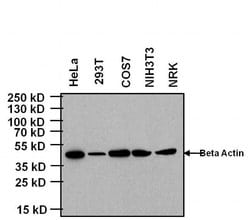Invitrogen KLRB1 Monoclonal Antibody (10-78), FITC 100 &mu;g; FITC:Antibodies,
