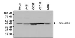 Invitrogen beta Actin Loading Control Monoclonal Antibody (BA3R), Biotin