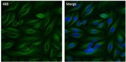 Invitrogen beta Tubulin Monoclonal Antibody (2 28 33), Alexa Fluor 488
