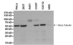 beta Tubulin Loading Control, Biotin, clone: BT7R, Invitrogen 50&mu;L;