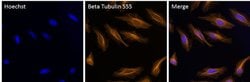 Invitrogen beta Tubulin Monoclonal Antibody (2 28 33), Alexa Fluor 555