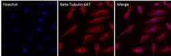 Invitrogen beta Tubulin Monoclonal Antibody (2 28 33), Alexa Fluor 647