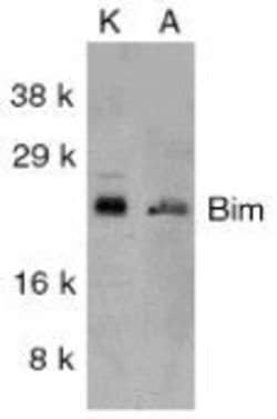 Invitrogen Bim Polyclonal Antibody 100 &mu;g; Unconjugated:Antibodies,