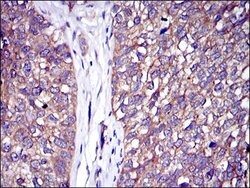 Invitrogen c-Cbl Monoclonal Antibody (3B12) 100 &mu;L; Unconjugated:Antibodies,