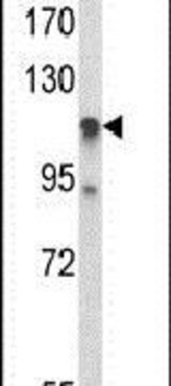 C11orf30 Rabbit anti-Human, Polyclonal, Invitrogen 400 &mu;L; Unconjugated:Antibodies,
