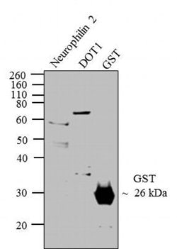 Invitrogen&trade;&nbsp;GST Tag Polyclonal Antibody