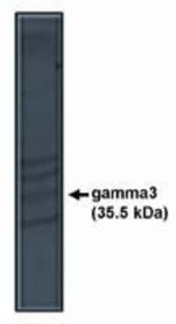 Invitrogen CACNG3 Polyclonal Antibody 100 &mu;g; Unconjugated:Antibodies,