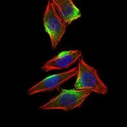 Invitrogen CaMKIV Monoclonal Antibody (8C5B8) 100 &mu;g; Unconjugated:Antibodies,