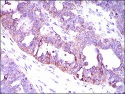 Invitrogen CaMKIV Monoclonal Antibody (8C5B8) 100 &mu;g; Unconjugated:Antibodies,