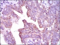 Invitrogen CaMKIV Monoclonal Antibody (8C5B8) 100 &mu;g; Unconjugated:Antibodies,