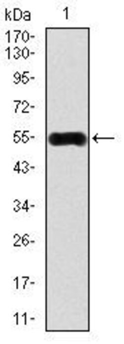 Invitrogen CaMKIV Monoclonal Antibody (8C5B8) 100 &mu;g; Unconjugated:Antibodies,