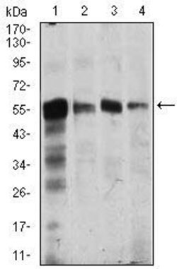 Invitrogen CaMKIV Monoclonal Antibody (8C5B8) 100 &mu;g; Unconjugated:Antibodies,
