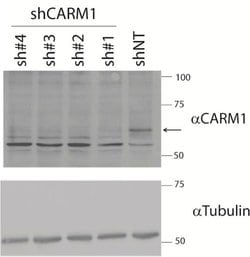 Invitrogen PRMT4 Monoclonal Antibody (3H2) 100 &mu;L; Unconjugated:Antibodies,