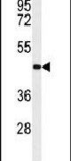 TMEM30B Rabbit anti-Human, Polyclonal, Invitrogen 400 &mu;L; Unconjugated:Antibodies,