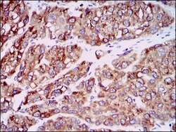 Invitrogen MCP-1 Monoclonal Antibody (2D8) 100 &mu;g; Unconjugated:Antibodies,