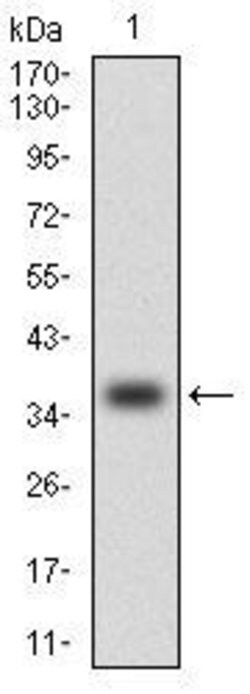 Invitrogen MCP-1 Monoclonal Antibody (2D8) 100 &mu;g; Unconjugated:Antibodies,