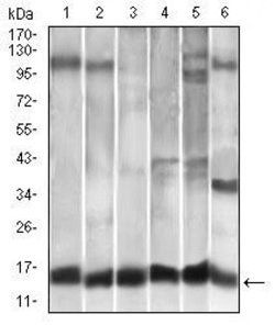 Invitrogen MCP-1 Monoclonal Antibody (2D8) 100 &mu;g; Unconjugated:Antibodies,