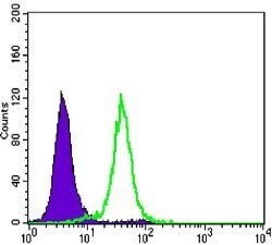 Invitrogen Cyclin B1 Monoclonal Antibody (5G6) 100 &mu;L; Unconjugated:Antibodies,