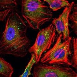 Invitrogen Cyclin B1 Monoclonal Antibody (5G6) 100 &mu;L; Unconjugated:Antibodies,