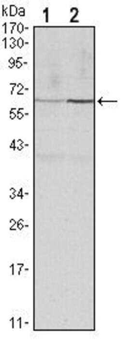 Invitrogen Cyclin B1 Monoclonal Antibody (5G6) 100 &mu;L; Unconjugated:Antibodies,